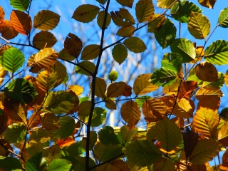 Beech-leaf-nov-4-1