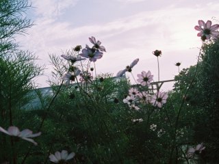 Cos3