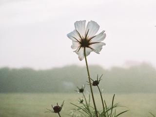 Cosmo1
