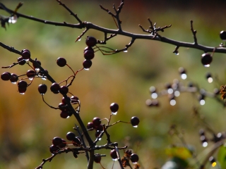 DogRose-Nov-4-1