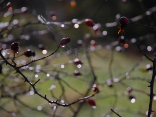 DogRose-nov-4-2-