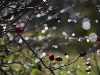 DogRose-nov-4-3-