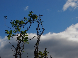 Eileensbush-nov-4-2-