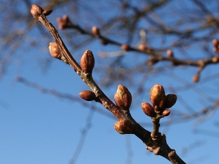 Oak_Buds_Swelling_-_geograph.org_.uk_-_745306