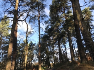 Pine1