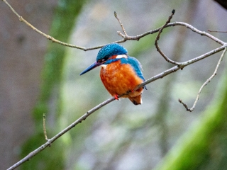 kingfisher1