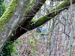 kingfisher2